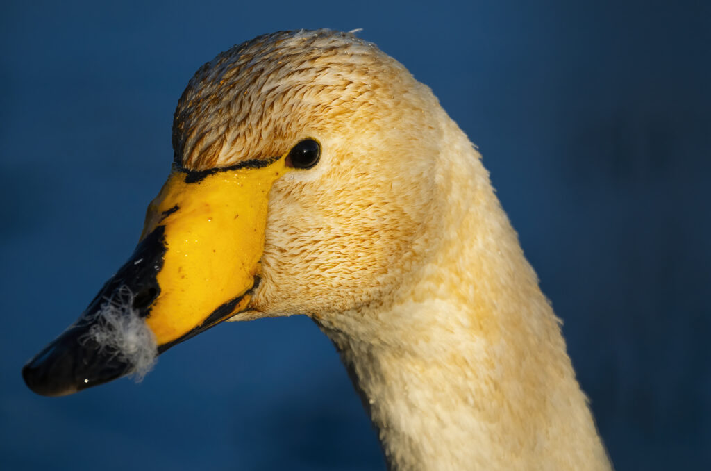 Photo of the head of a whooper swan