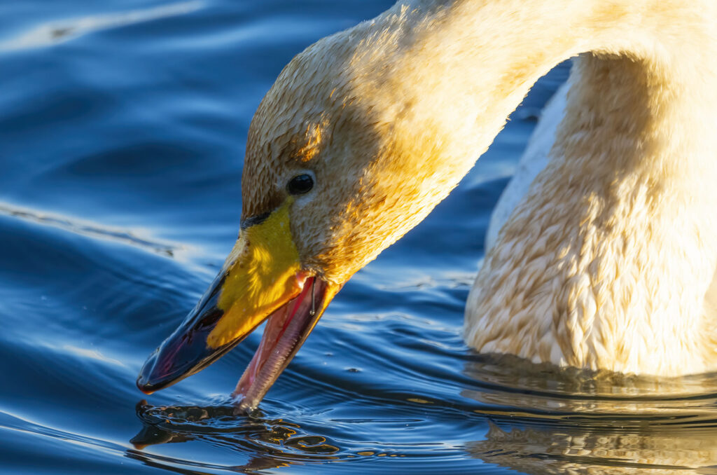 Photo of a whooper swan feeding