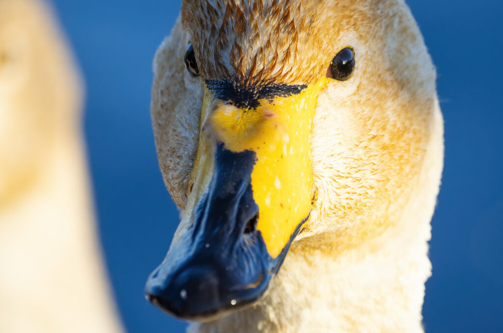 Photo of the head of a whooper swan