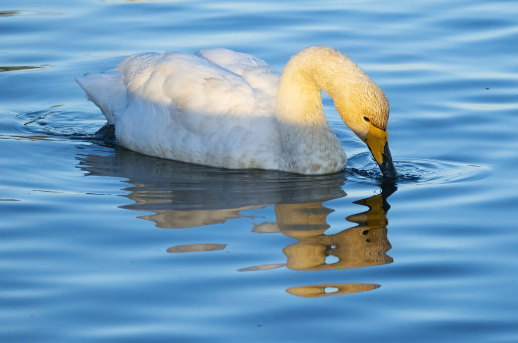 Photo of a whooper swan swimming with its beak in the water