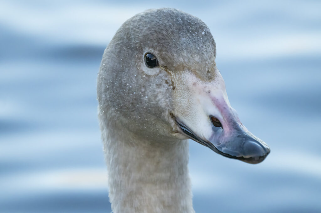 Photo of a the head of a juvenile whooper swan