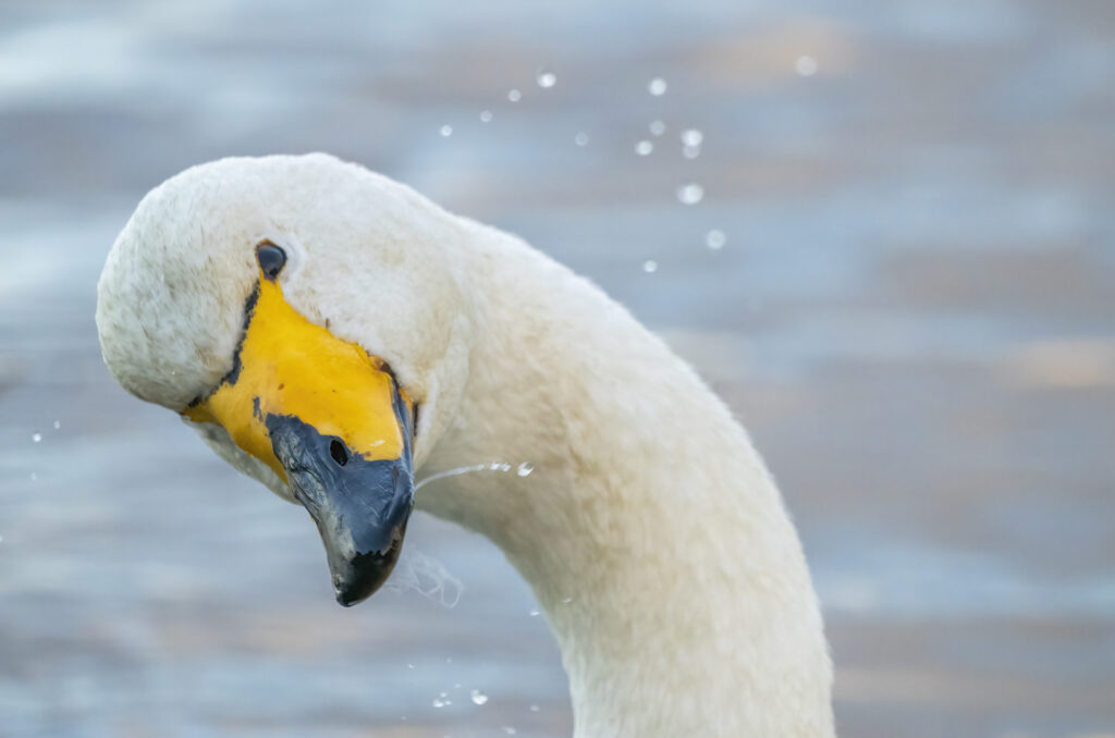 Photo of a whooper swan shaking its head