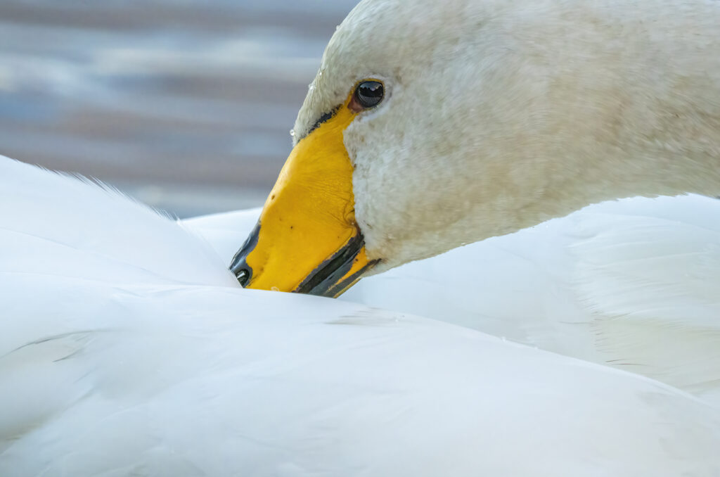 Photo of a whooper swan preening