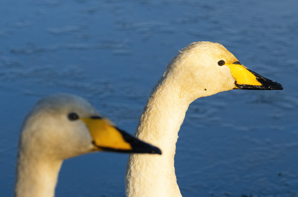 Photo of two whooper swans next to each other