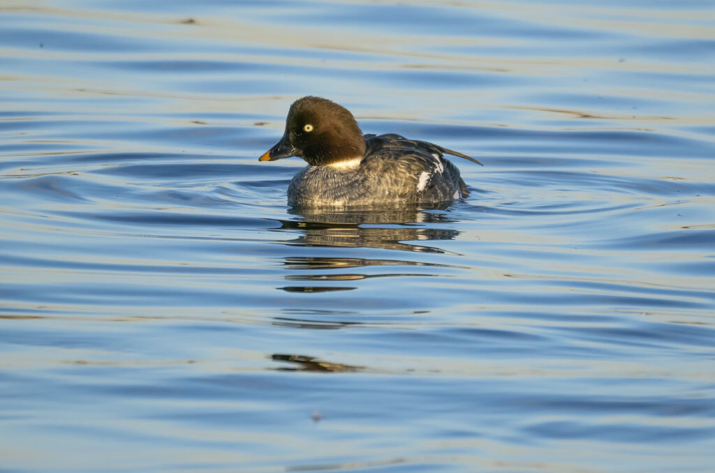 Photo of a female goldeneye duck swimming along