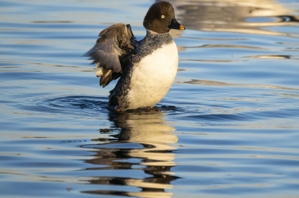 Photo of a female goldeneye duck rising up from the water and flapping her wings
