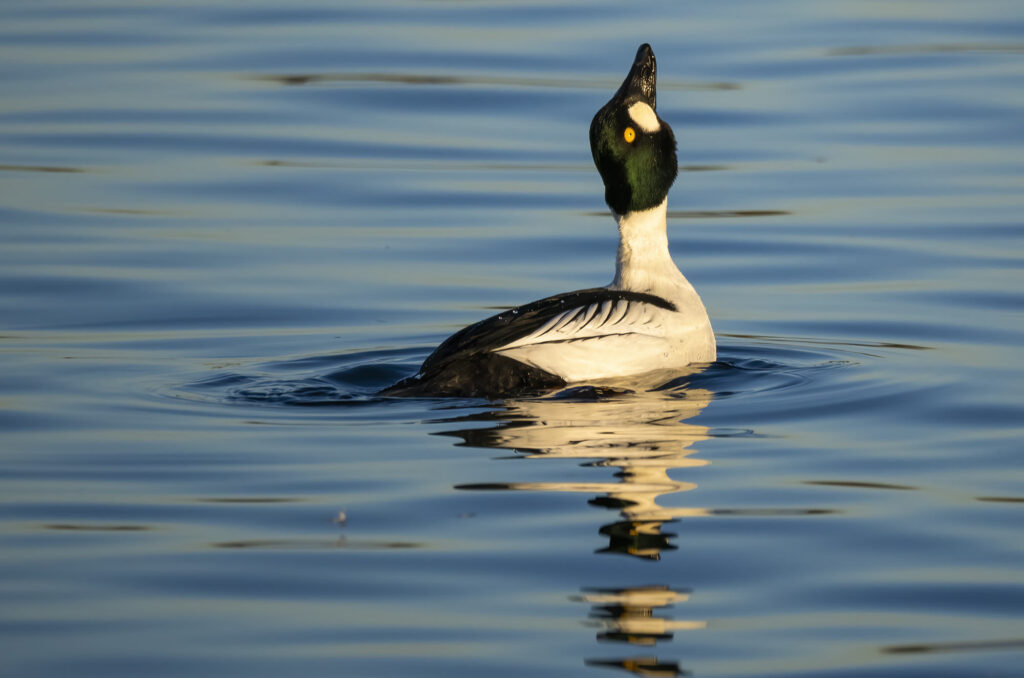 Photo of a drake goldeneye duck performing the masthead courtship display