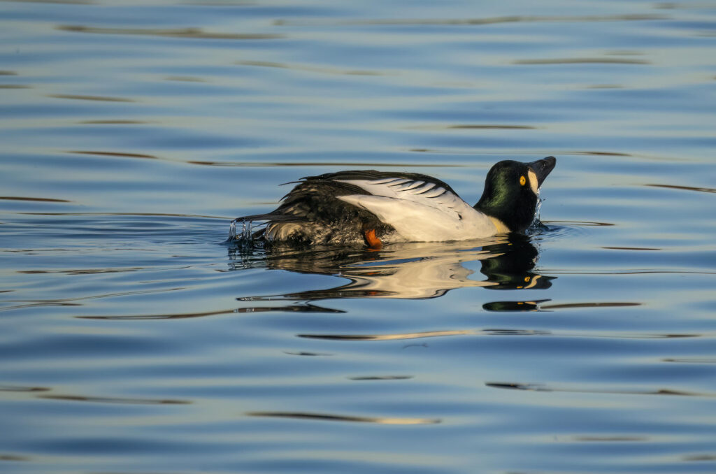 Photo of a male goldeneye duck swimming along in an aggressive posture