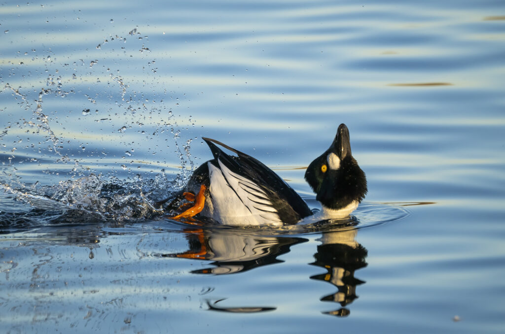 Photo of a male goldeneye duck performing the kick courtship display