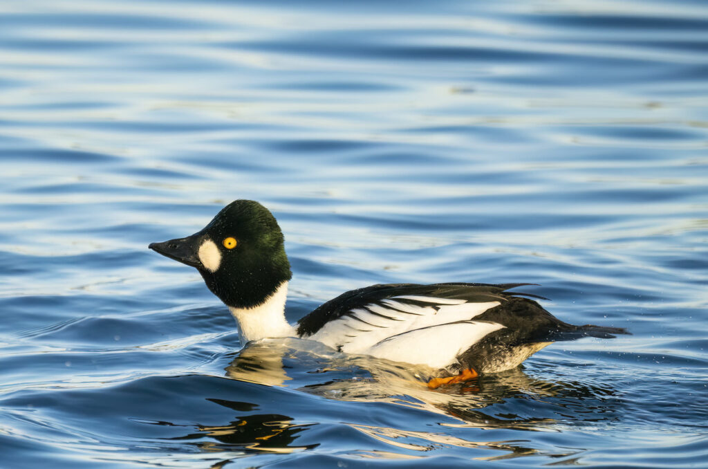 Photo of a male goldeneye duck preparing to perform the kick courtship display
