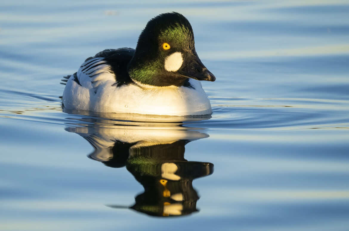 Photo of a male goldeneye duck swimming along