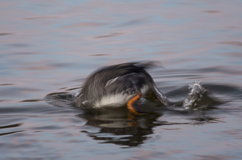 Photo of goldeneye duck diving