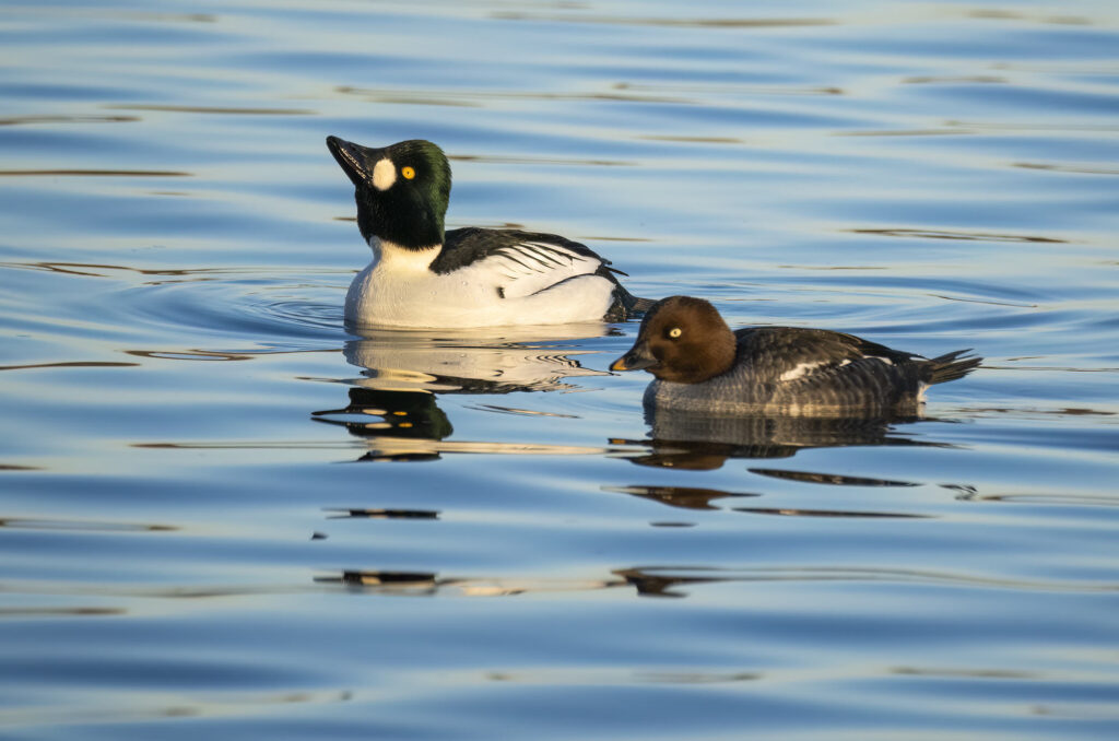 Photo of a pair of goldeneye ducks swimming next to each other