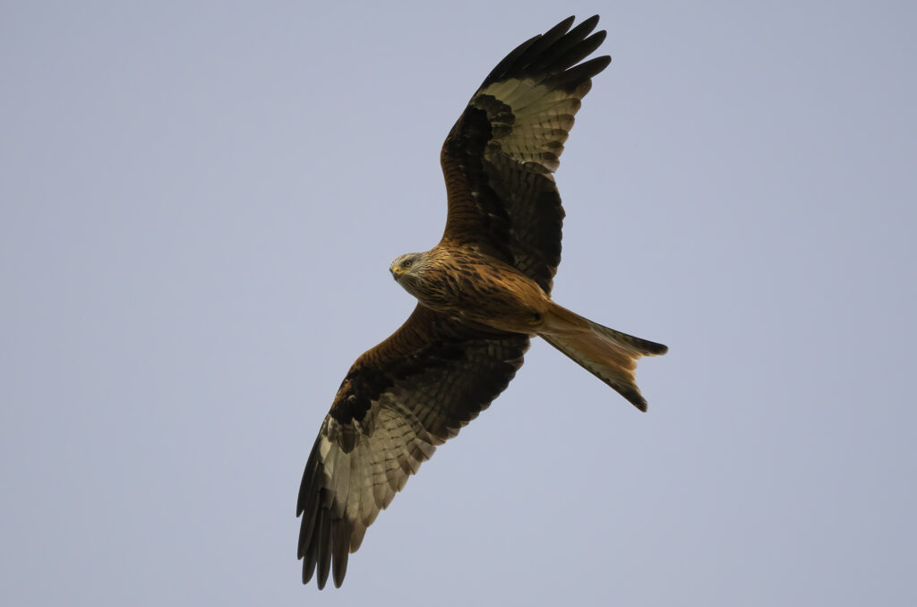 Photo of a red kite in flight looking down at the photographer