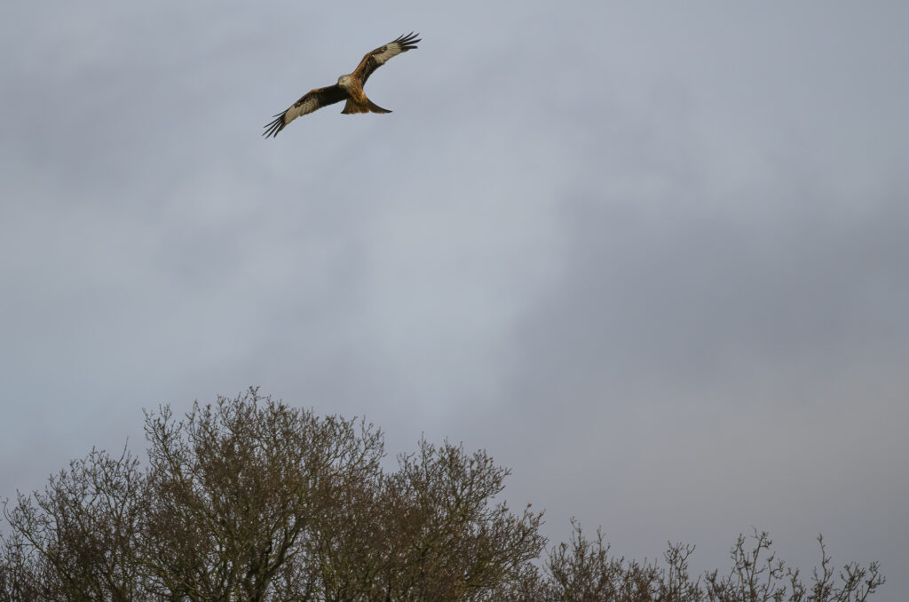 Photo of a red kite flying above trees