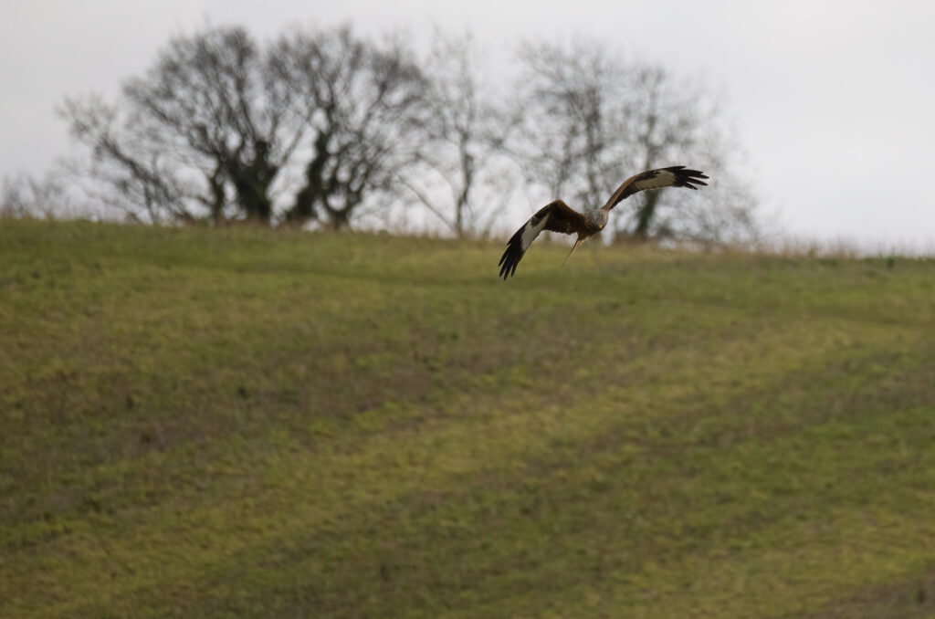 Photo of a red kite flying above a field with trees in the background