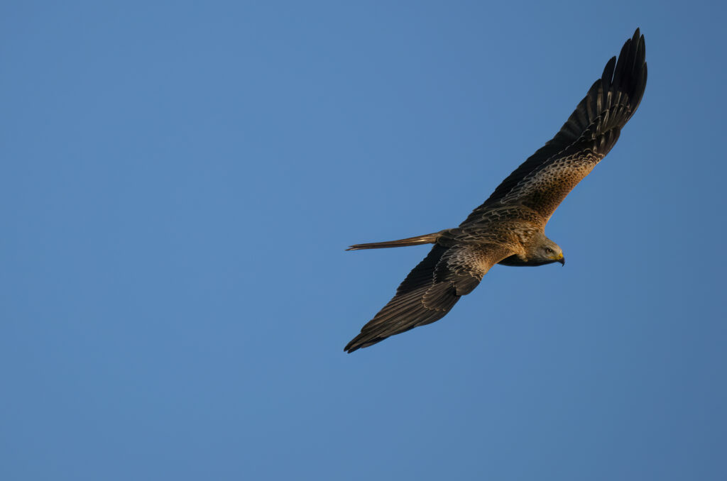 Photo of a red kite flying in blue sky