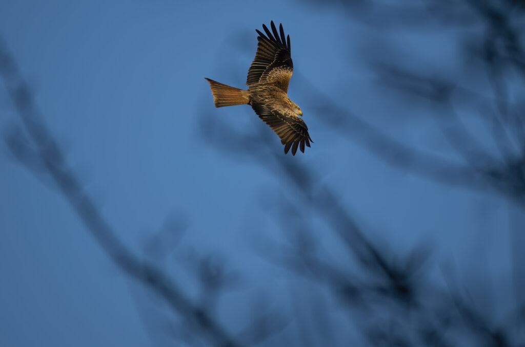 Photo of a red kite flying in blue sky with bare branches in the foreground