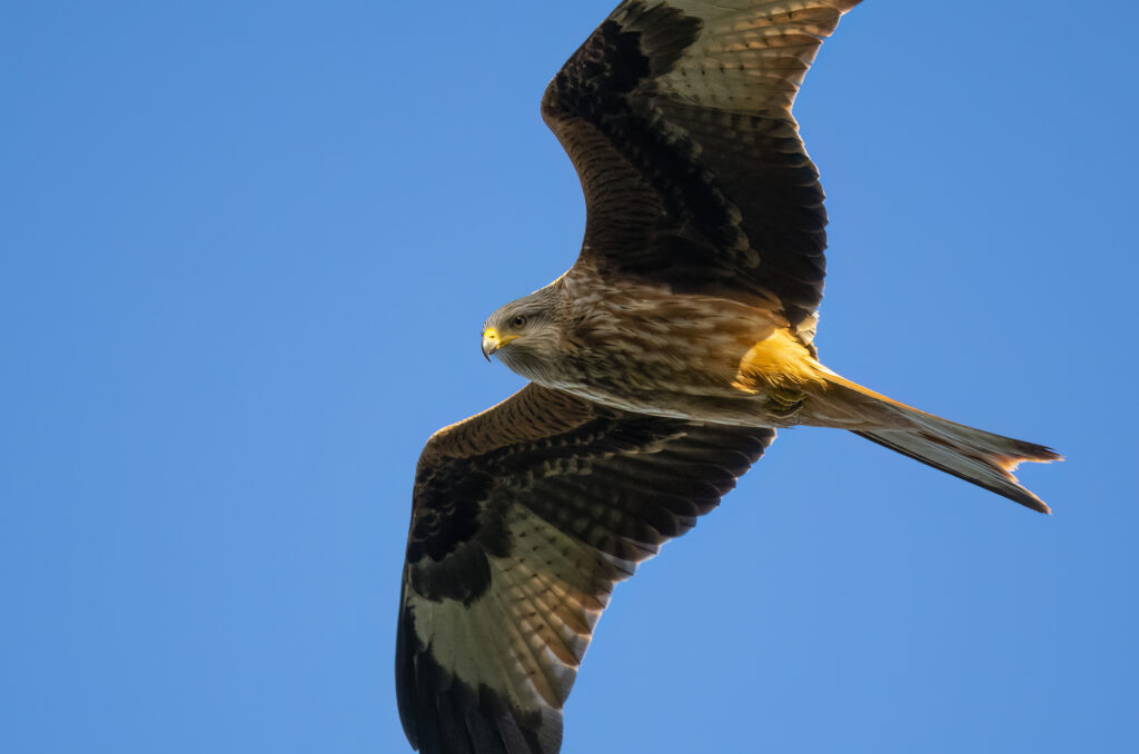 Photo of a red kite flying in a blue sky