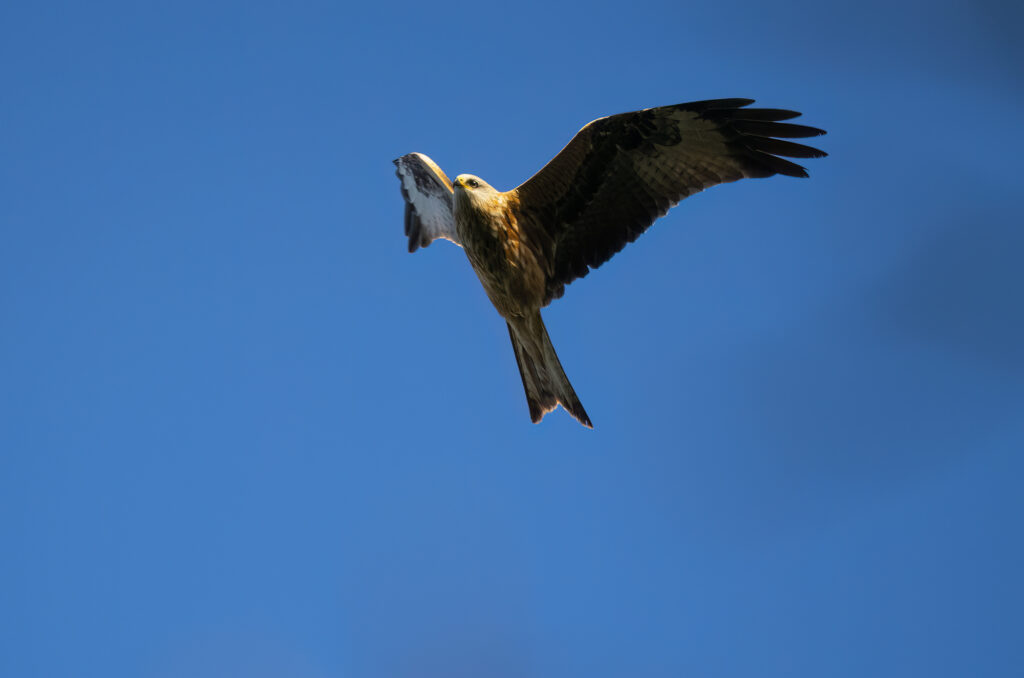 Photo of a red kite flying in blue sky