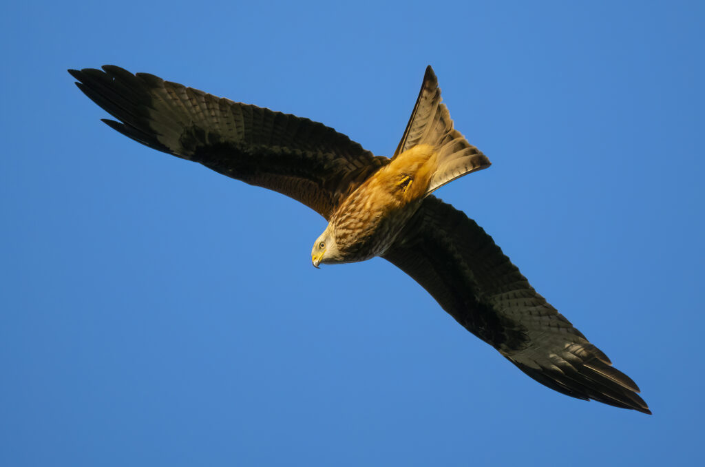 Photo of a red kite flying in a blue sky and looking down at the photographer