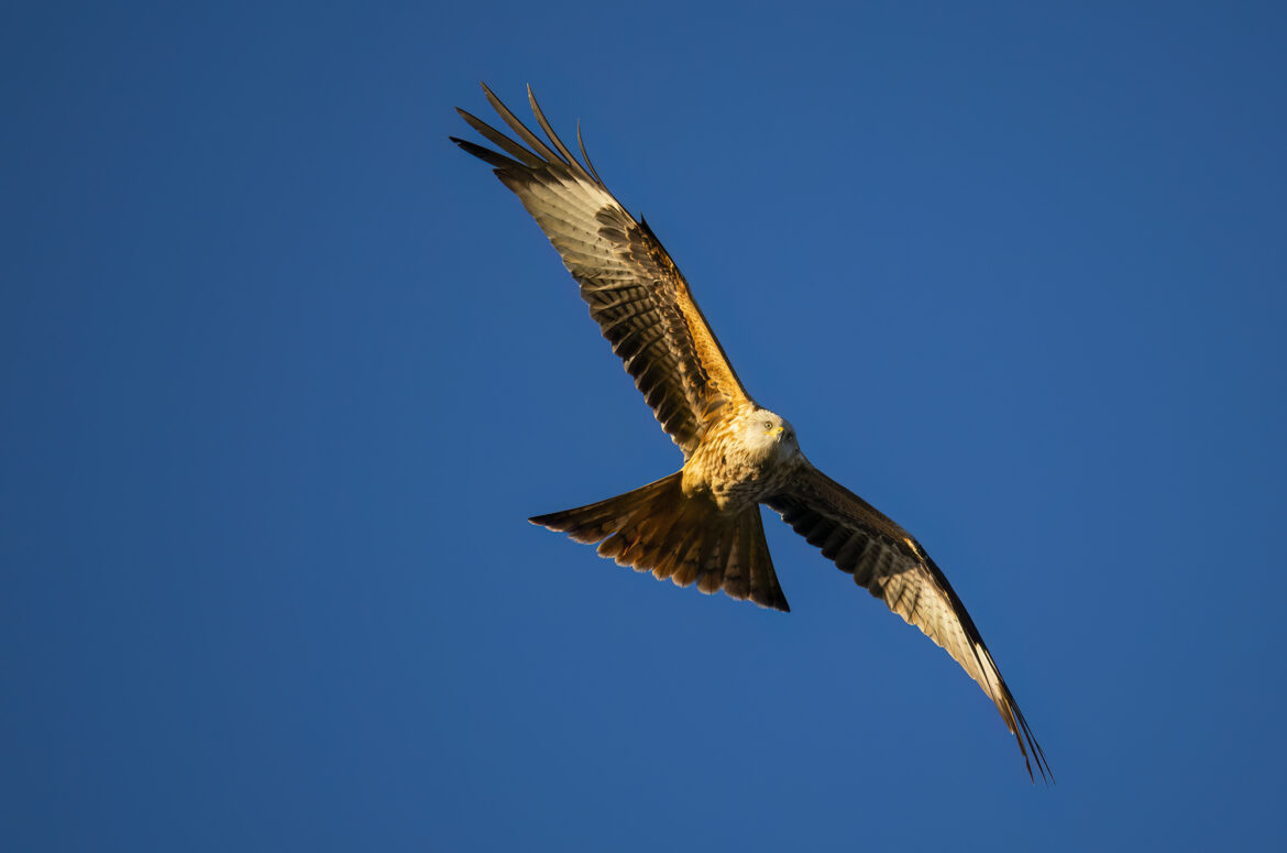 Photo of a red kite flying in blue sky