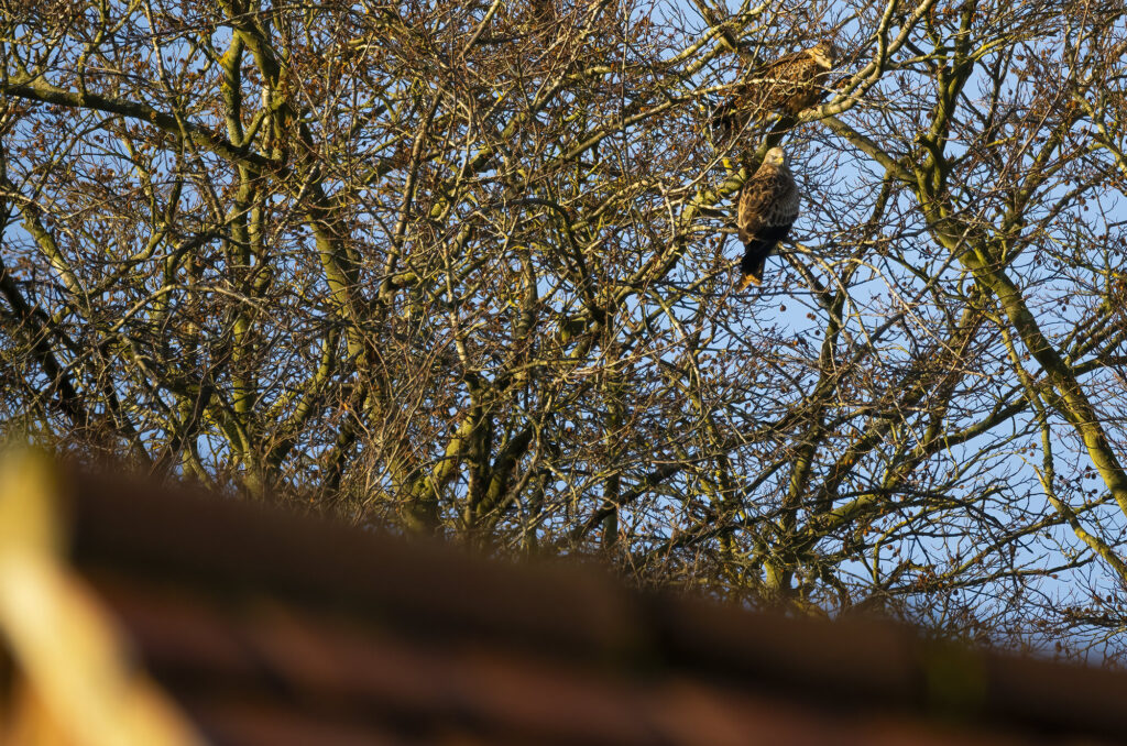 Photo of two red kites perched in a tree behind the roof of a house