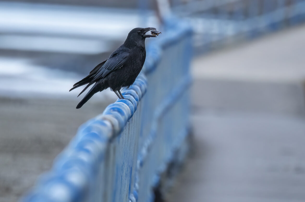 Photo of a carrion crow perched on railings with a mussel in its beak