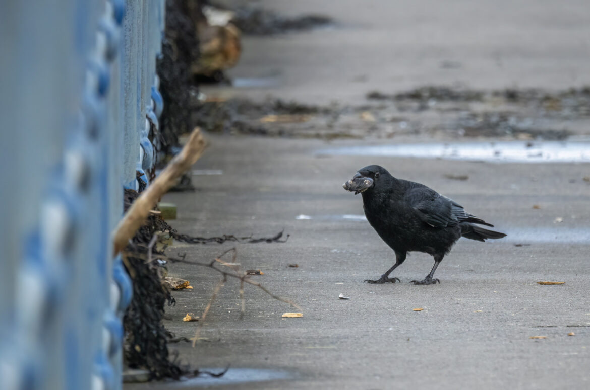 Photo of a carrion crow on a path with a mussel in its beak