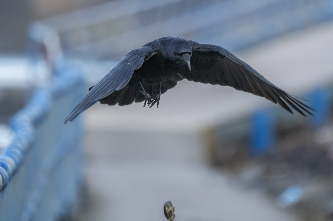 Photo of a carrion crow hovering in the air and dropping a mussel