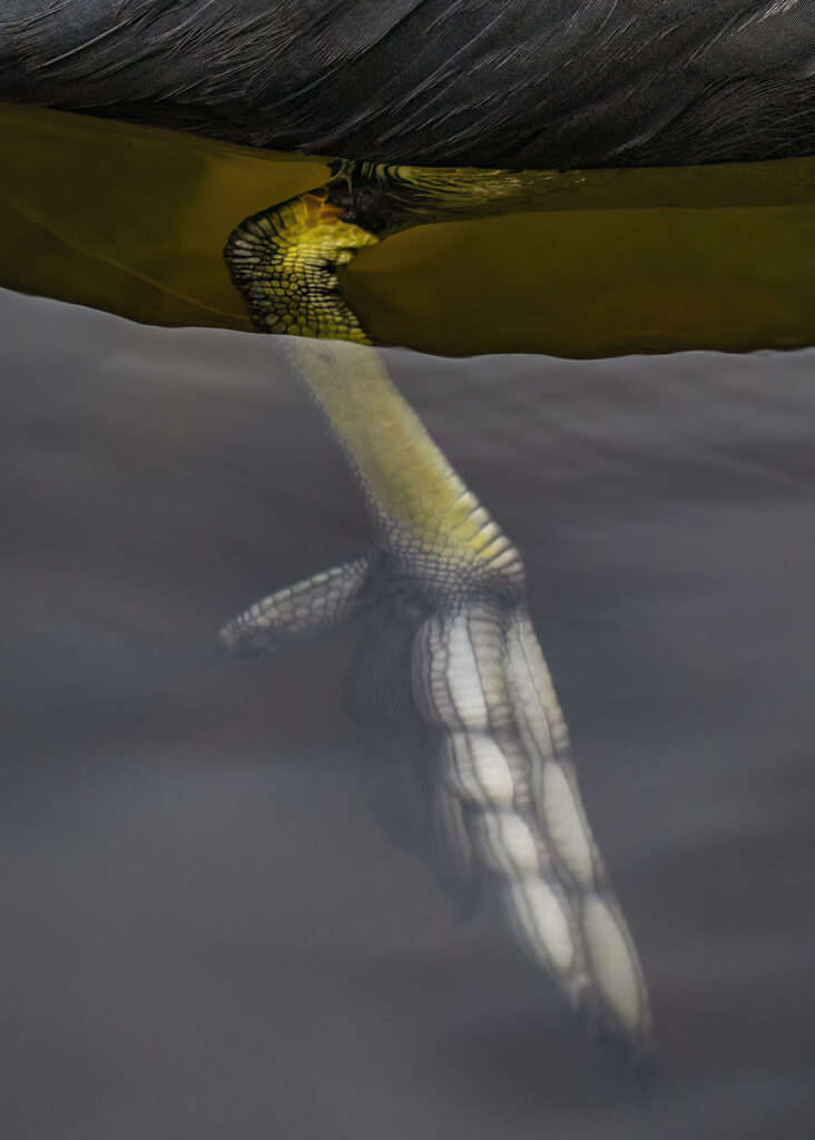 Photo of the leg and foot of a coot underwater as it swims.