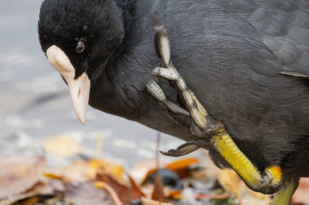 Photo of a coot scratching itself with its foot.