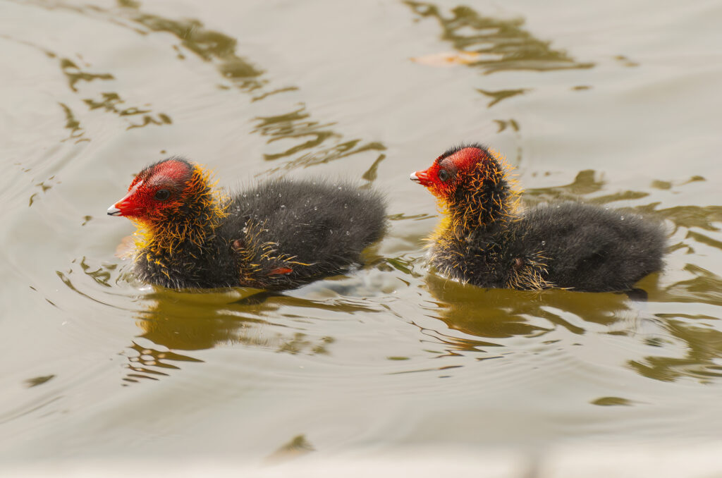 Photo of two coot chicks on a lake.