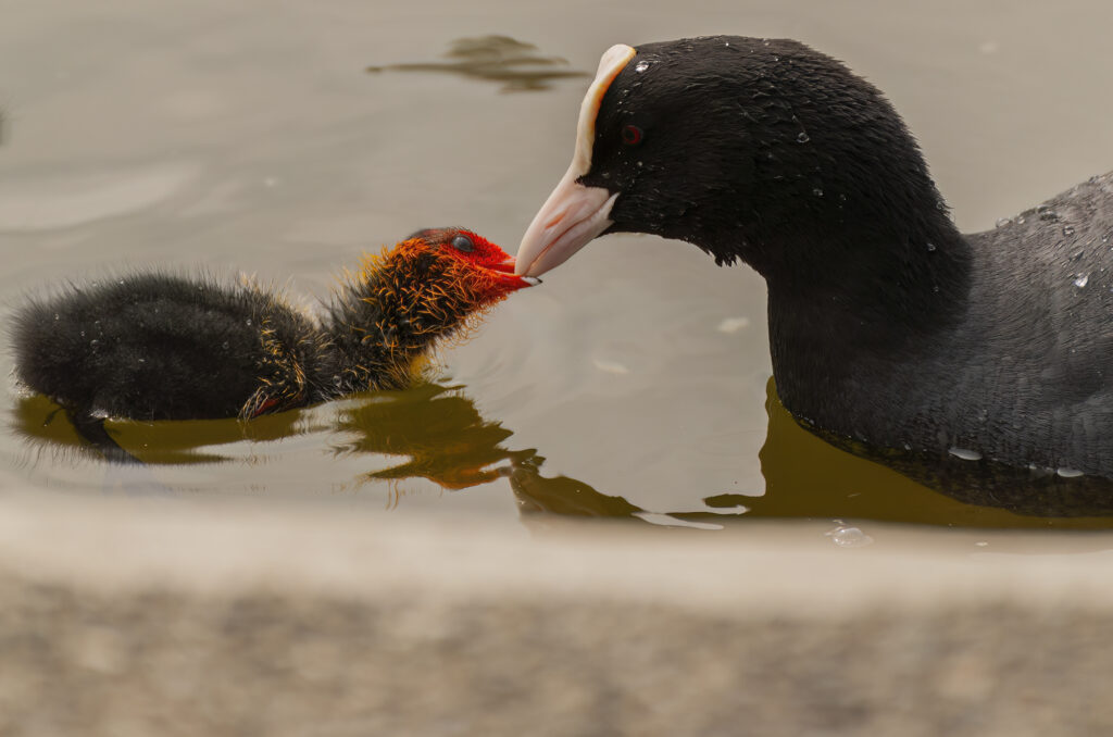 Photo of a coot feeding its chick.