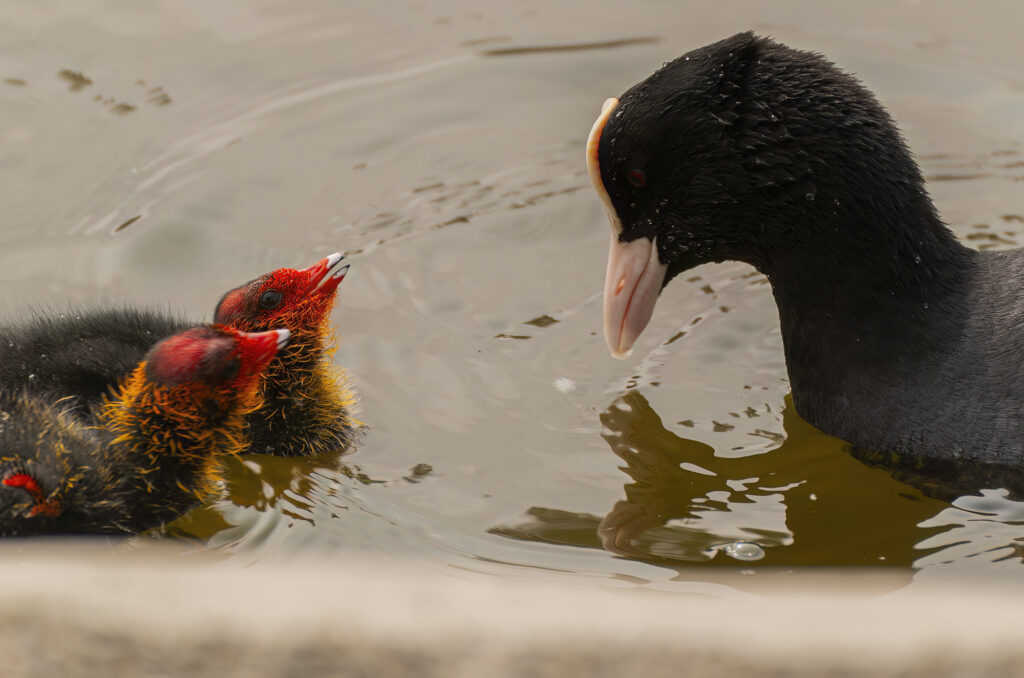 Photo of coot chicks looking up at their parent.