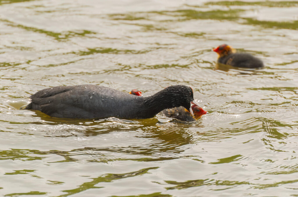 Photo of a coot grabbing the head of one of its chicks.
