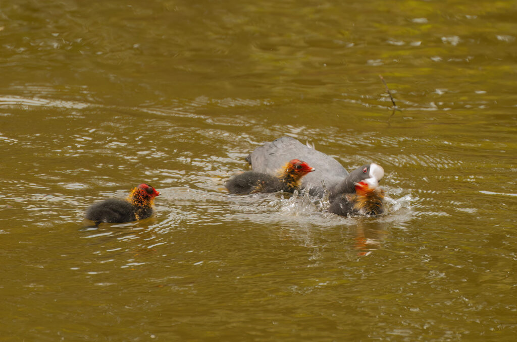 Photo of a coot shaking one of its chicks.