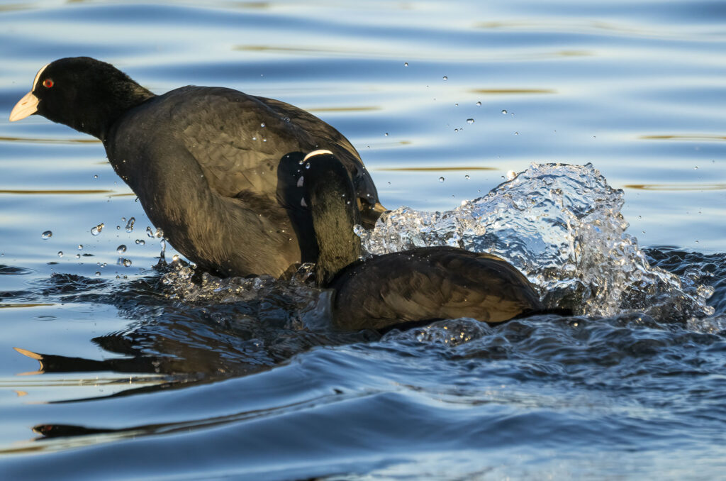 Photo of one coot swimming after another and pecking it on the rear.
