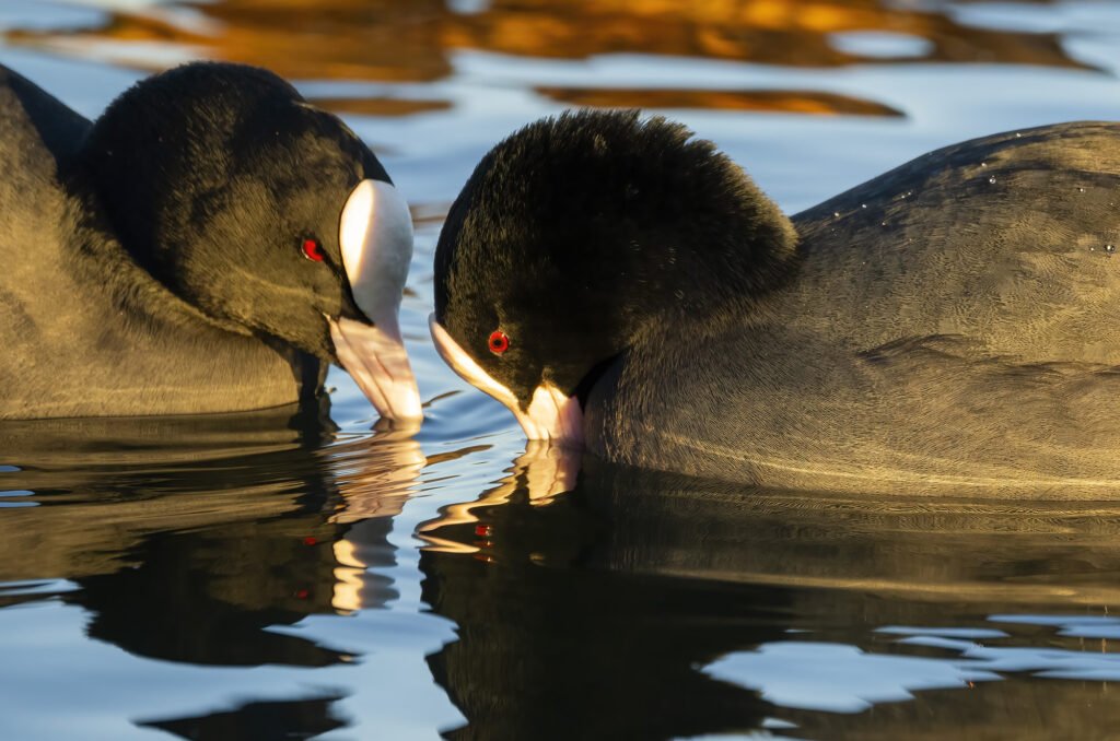 Photo of two coots drinking next to each other on a loch.