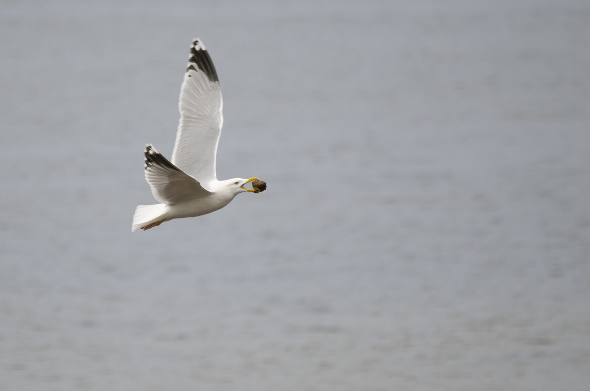 Herring gull flying with a large mollusc shell in its beak