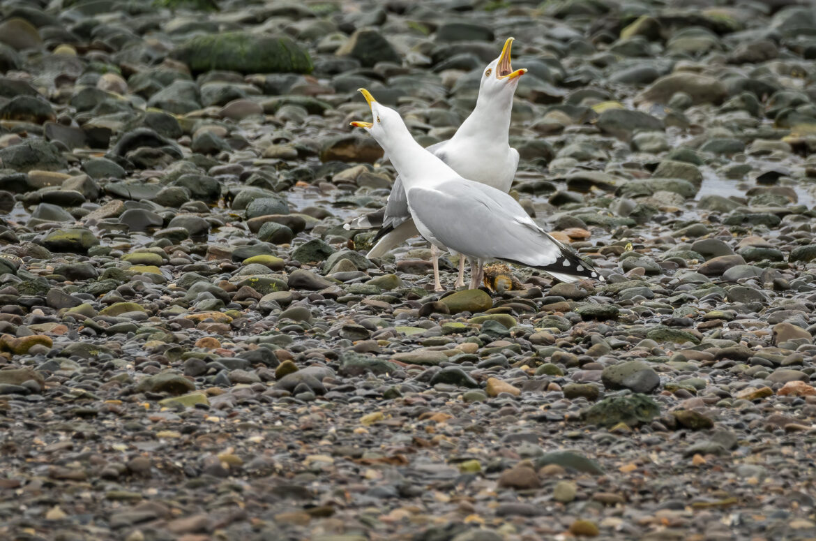 Photo of two herring gulls standing next to each other on a stony shore with their beaks open