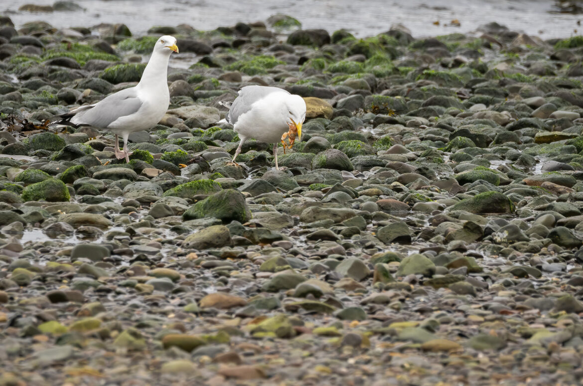 Photo of a herring gull eating a crab with another gull watching it.
