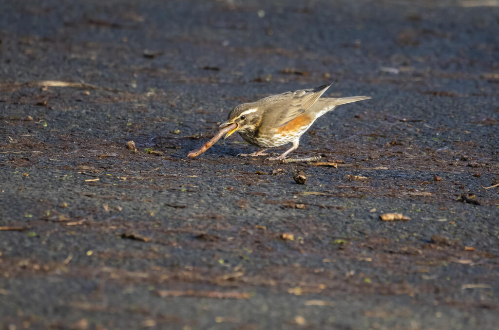 Photo of a redwing eating an earthworm.