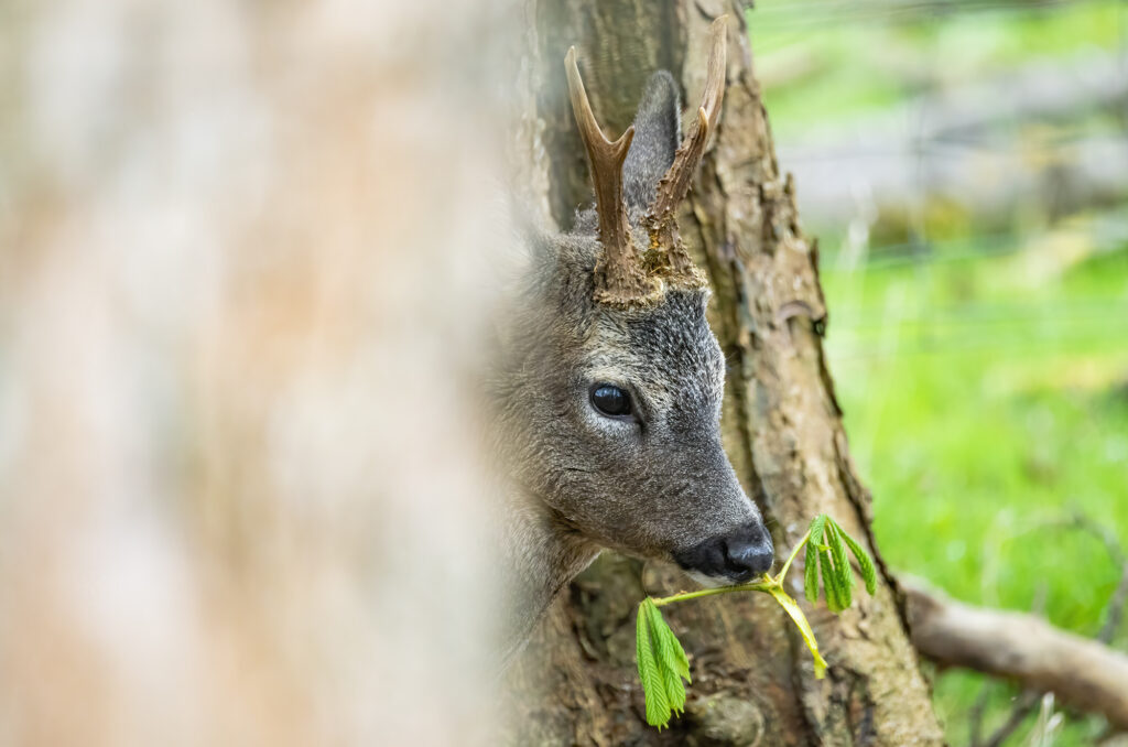 Photo of a roe deer buck eating tree leaves