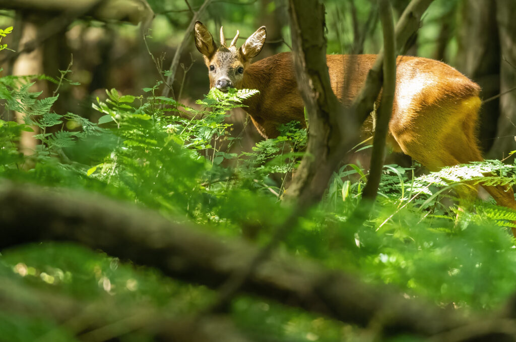 Photo of a roe deer buck browsing on fern leaves