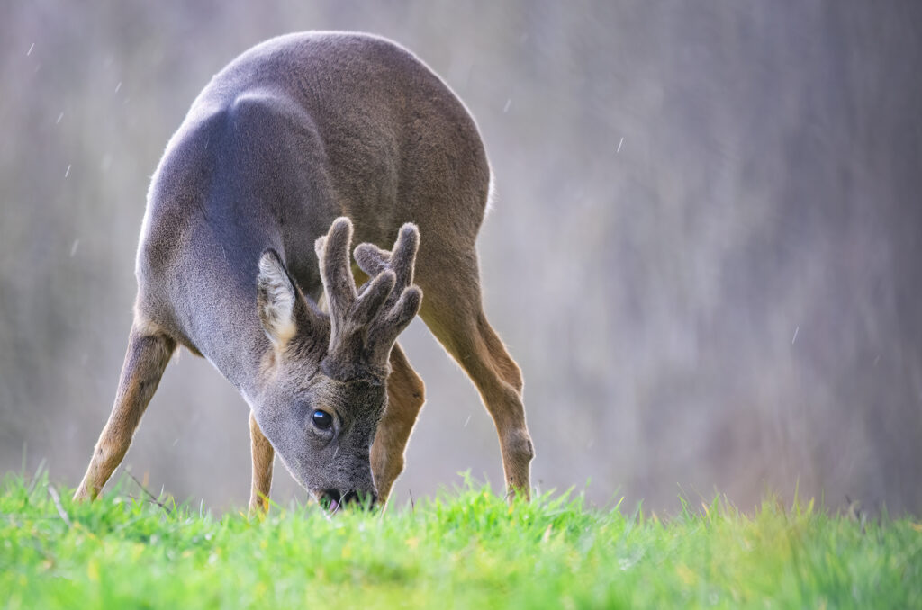 Photo of a roe deer buck grazing in a field with rain falling in the background
