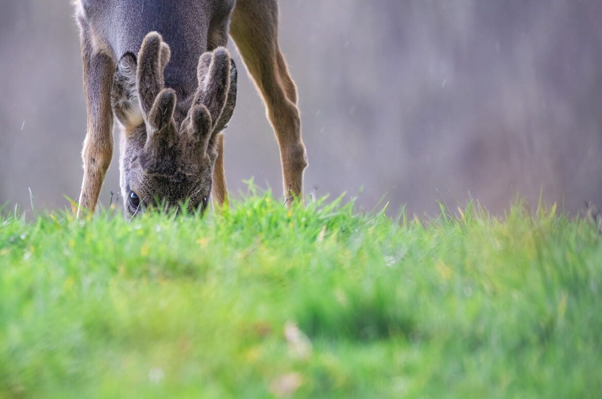Photo of a roe deer buck grazing