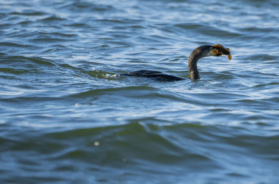 Photo of a shag swimming with a fish wrapped around its bill.