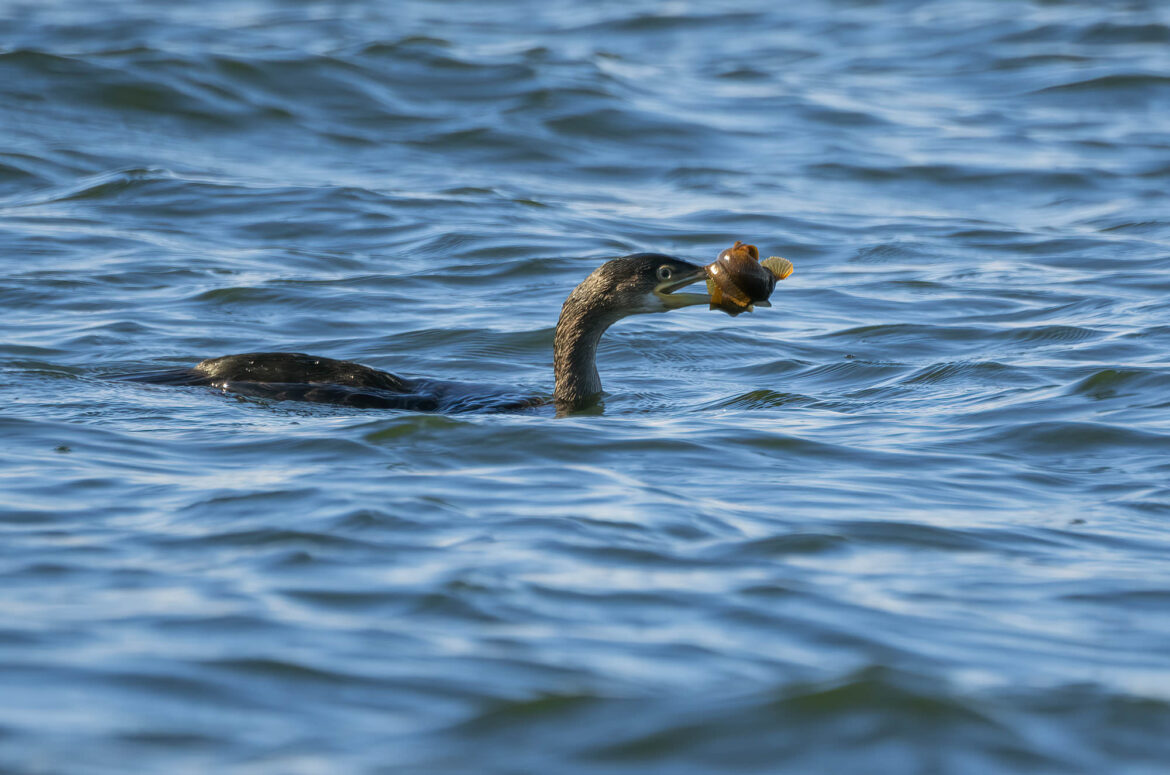 Photo of a shag swimming with a fish wrapped around its bill.