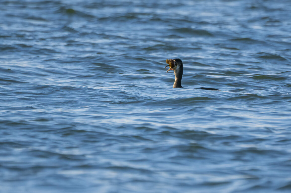 Photo of a shag swallowing a fish